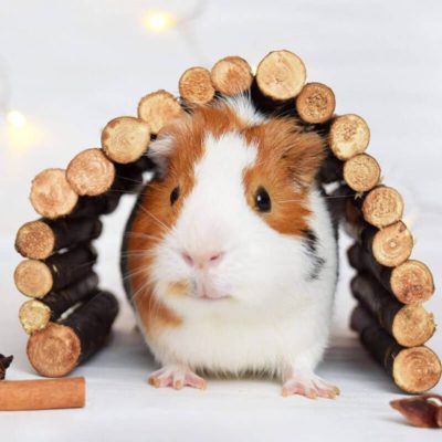 Guinea pig houses