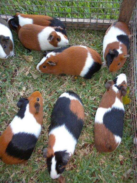 Guinea pig for sale