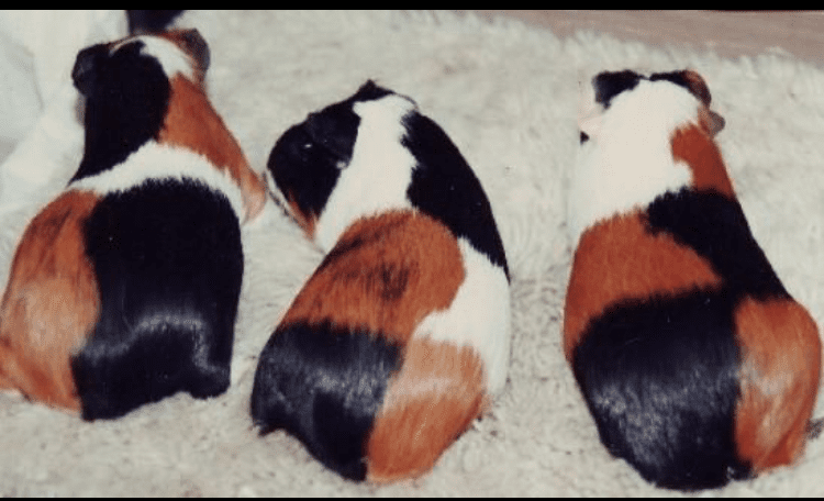 Guinea pigs for sale