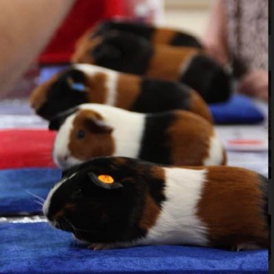 showing guinea pigs