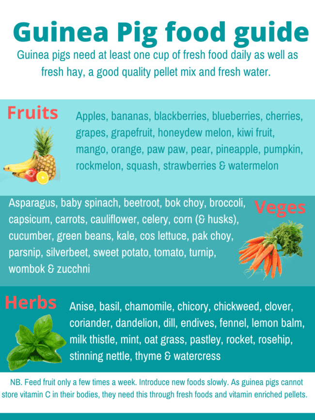 Guinea Pig Food Guide Prismatic Guinea Pigs