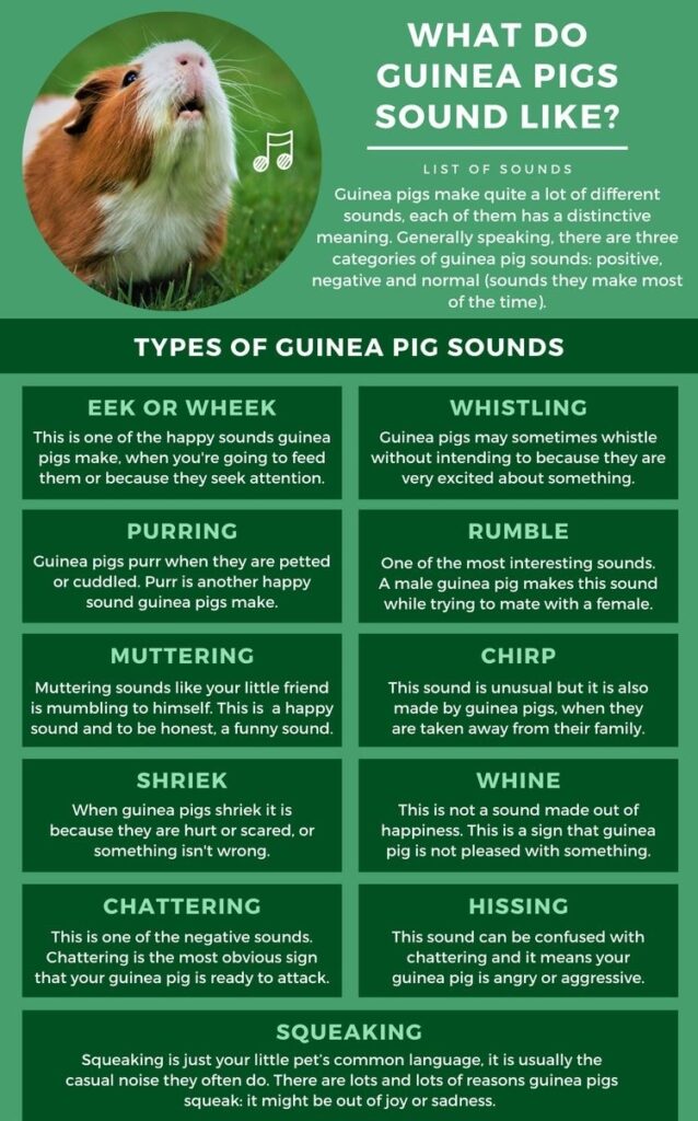 Guinea pig sounds