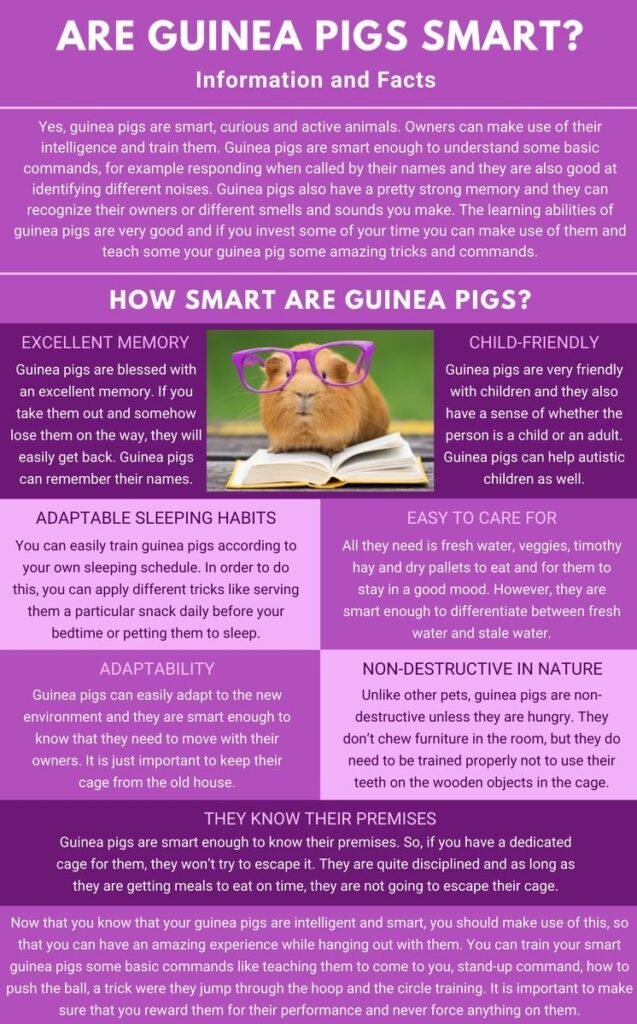 Are guinea pigs smart