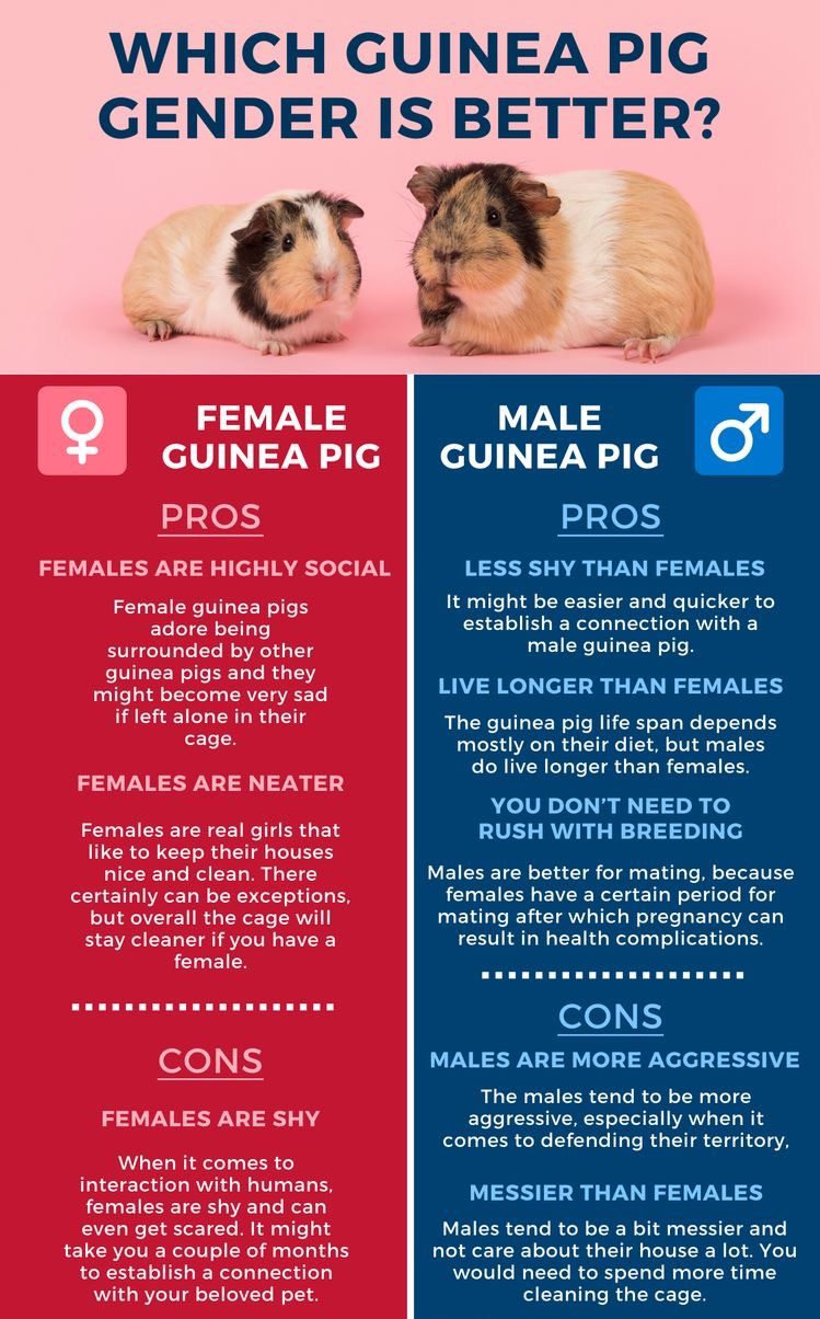 Which guinea pig gender should I get ? | Prismatic Guinea Pigs