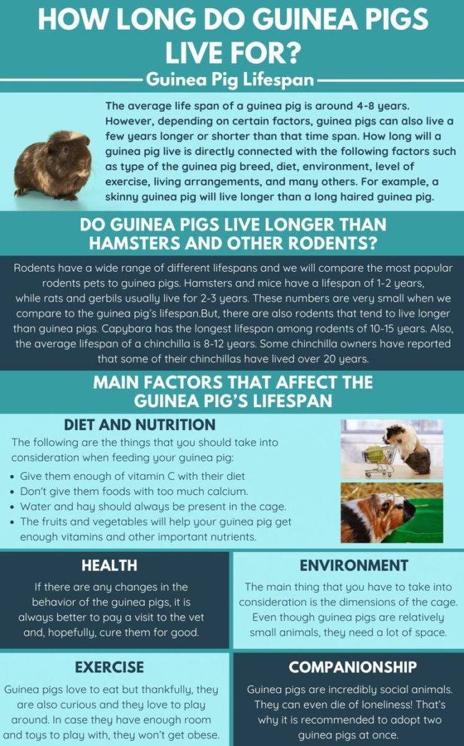 How long do guinea pigs live for ? Prismatic Guinea Pigs