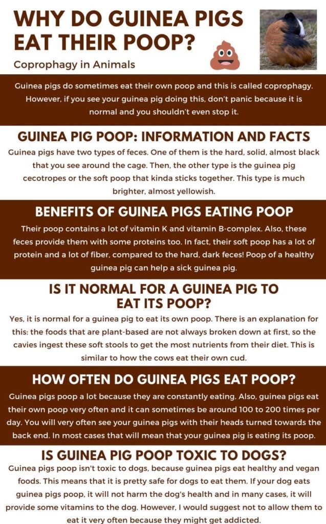 Why do guinea pigs eat their poo