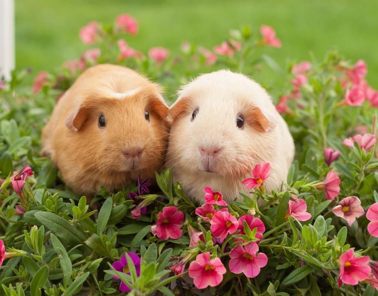 Guinea pig pairs as friends