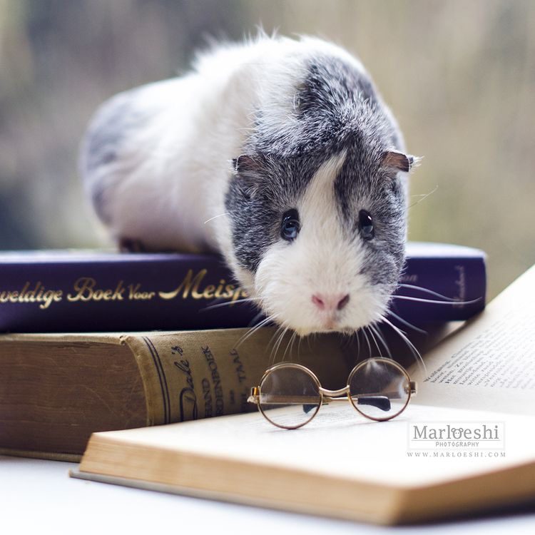 Guinea pig masters