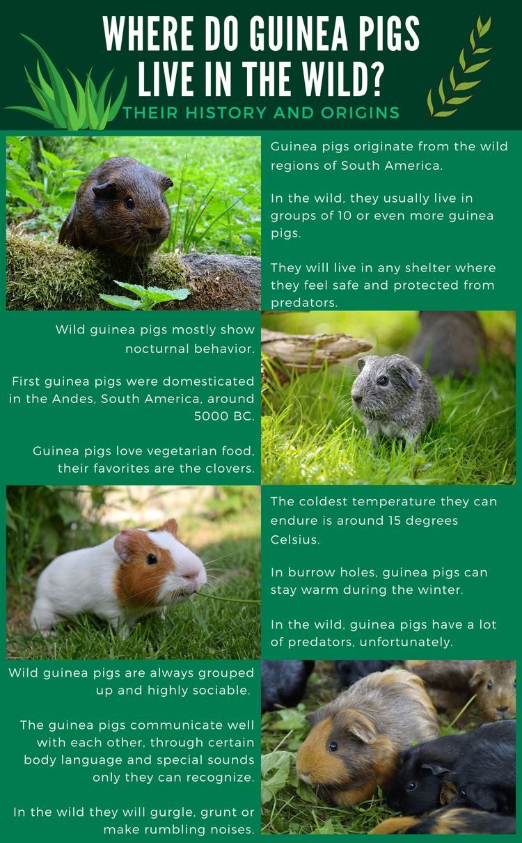 Where do guinea pigs live in the wild ? Prismatic Guinea Pigs
