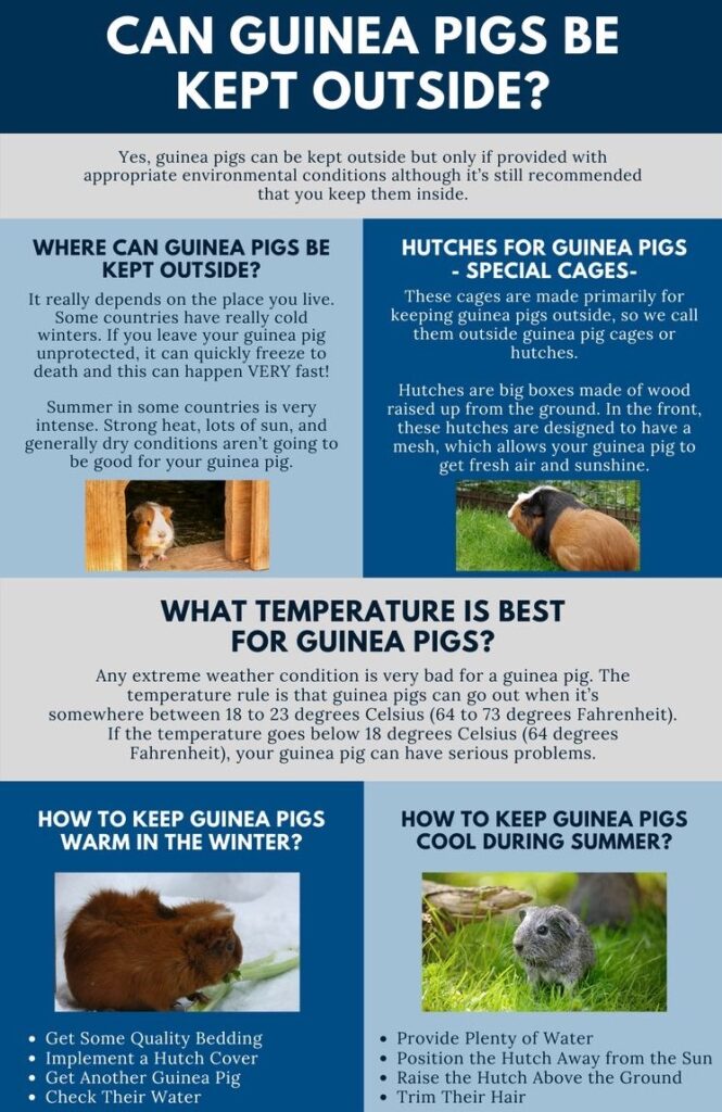 Can guinea pigs be kept outside