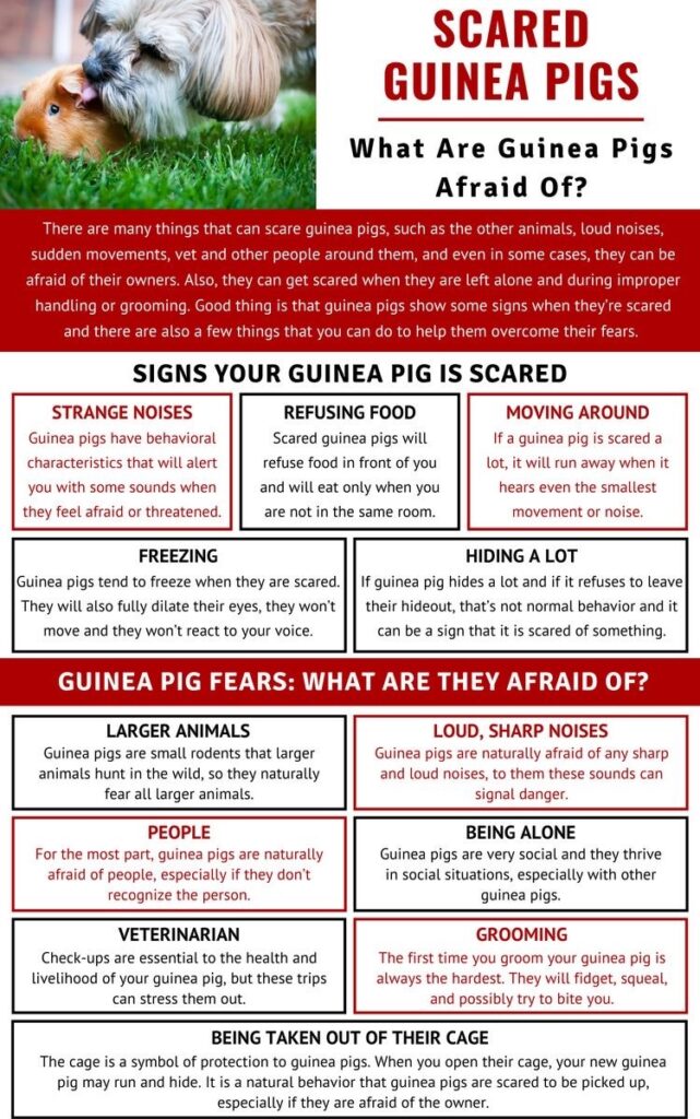 Scared Guinea Pigs signs