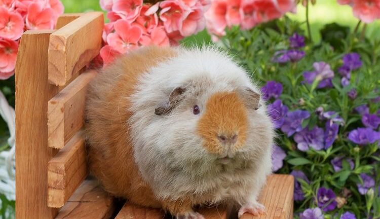 Guinea Pig Boarding