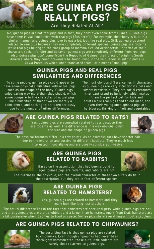 Are guinea pigs really pigs