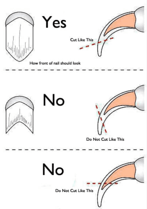 How to cut guinea pig nails