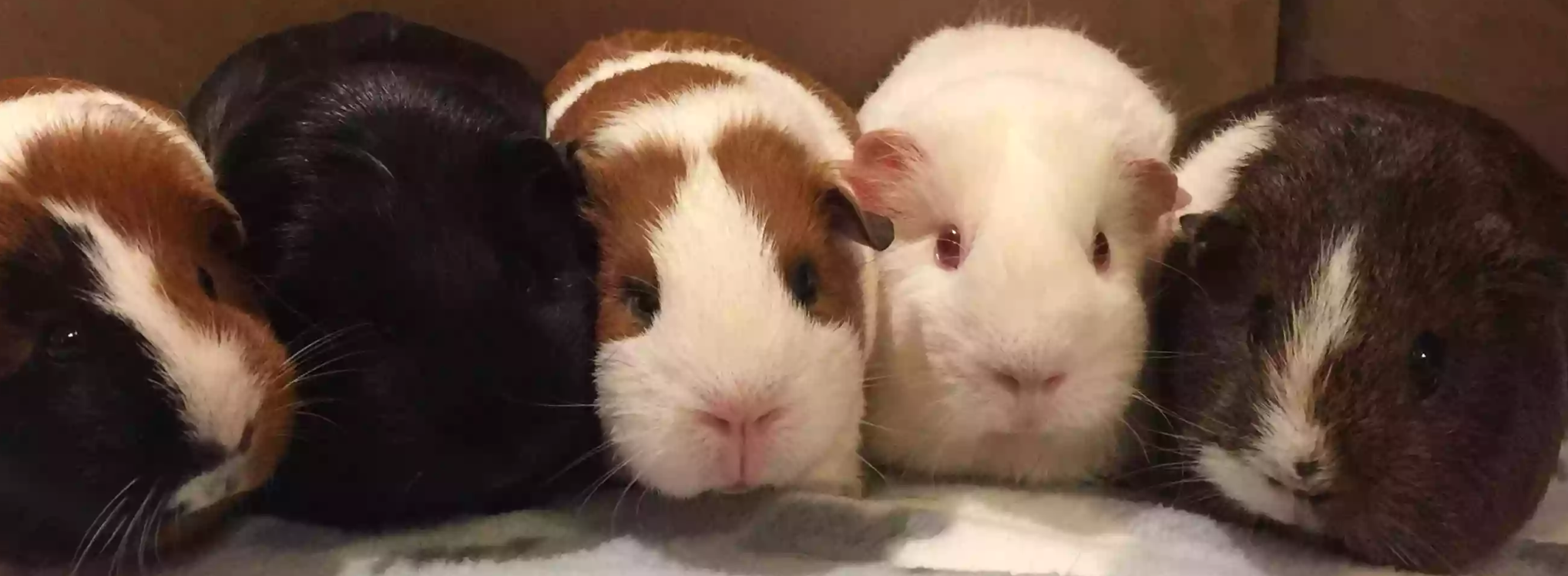 Gallery Detail: Guinea Pig Care Guinea Pig Supplies In Sydney
