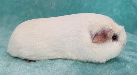 Fluffy guinea pig for hot sale sale