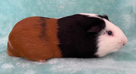 White guinea best sale pig for sale