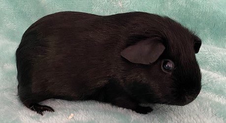 Purebred guinea deals pigs for sale