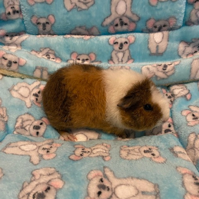 Guinea Pigs For Sale