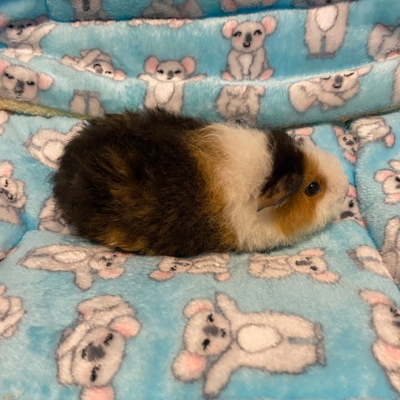 Guinea Pigs For Sale