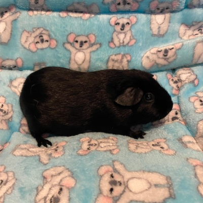 Guinea Pigs For Sale