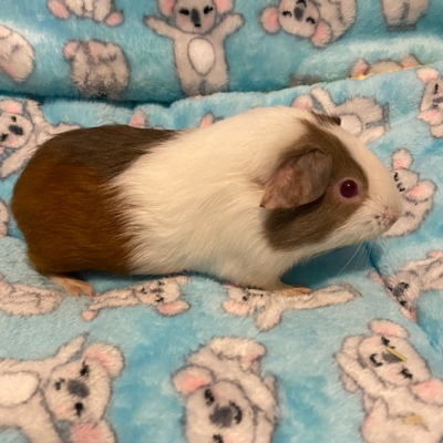 Guinea Pigs For Sale