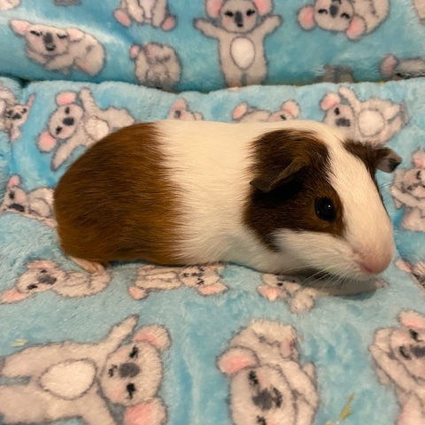 Guinea pig for sale