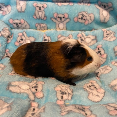 Guinea Pigs For Sale