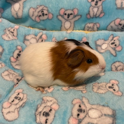 Guinea Pigs For Sale