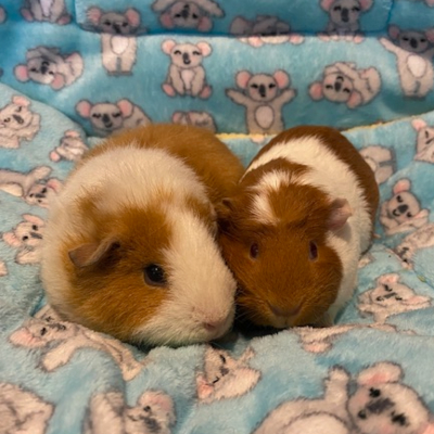 Guinea Pigs For Sale