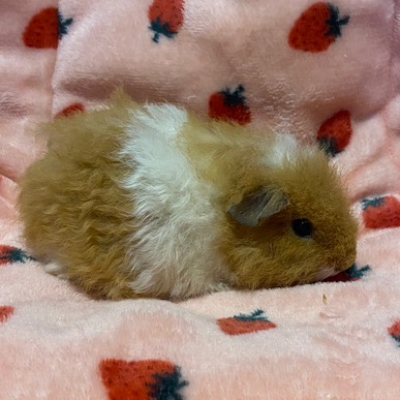 Guinea Pigs For Sale