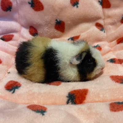 Guinea Pigs For Sale