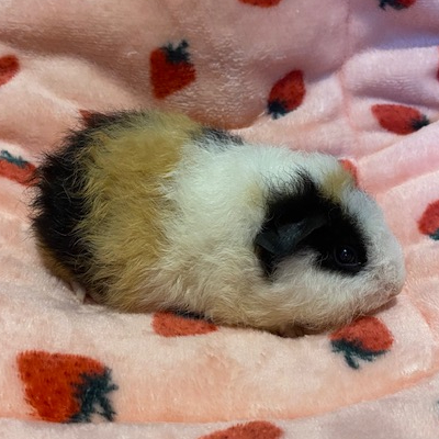 Guinea Pigs For Sale