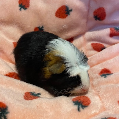 Guinea Pigs For Sale