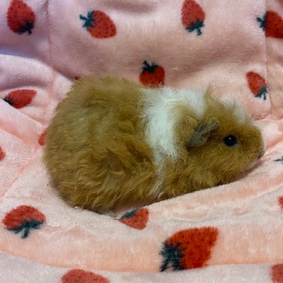 Guinea Pigs For Sale