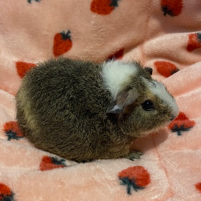 Guinea Pigs For Sale