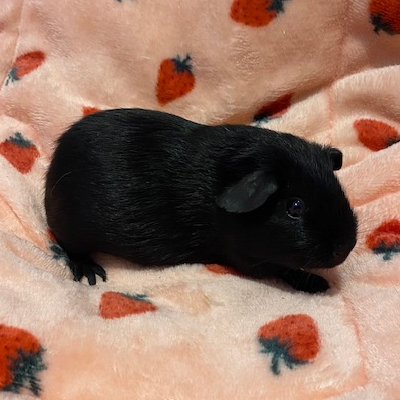 Guinea Pigs For Sale