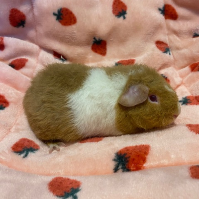 Guinea pigs for sale