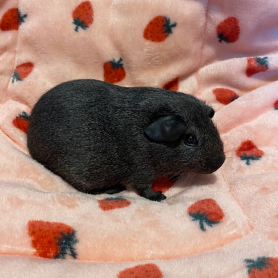 Guinea pigs for sale