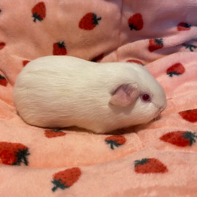 Guinea pigs for sale