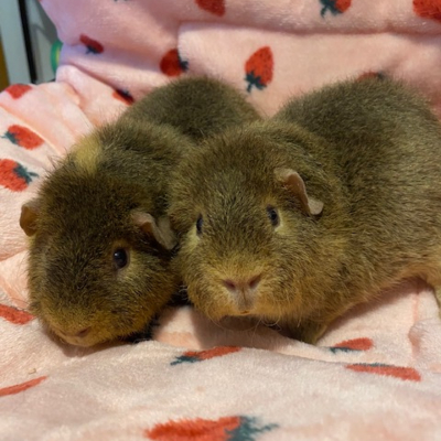 Guinea pigs for sale
