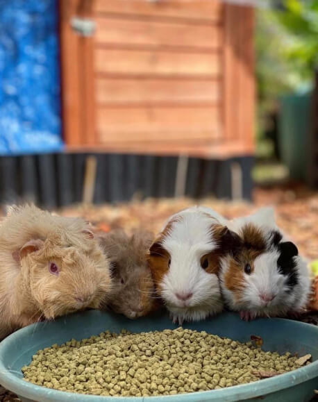 Prismatic Guinea Pigs has all your guinea pig requirements.